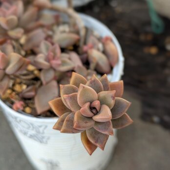多肉植物 ブロンズ姫　カット苗　1つの画像