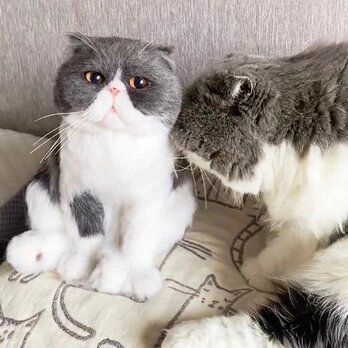 【受注作製】羊毛フェルト、うちの子、猫ぬいぐるみ、フェルト猫、ペットの肖像画、犬猫人形、トイプードル、ペットロス、うちのこ記念日の画像