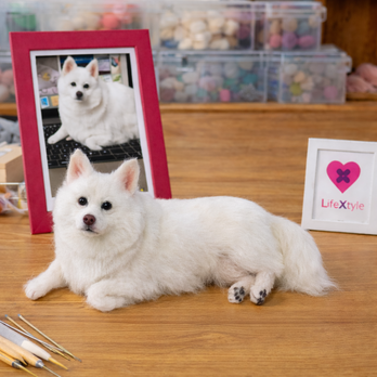 羊毛フェルト そっくり ペット オーダーメイド｜写真から作る ペット リアル ぬいぐるみ｜愛犬 愛猫 うちの子 ロス プレゼント