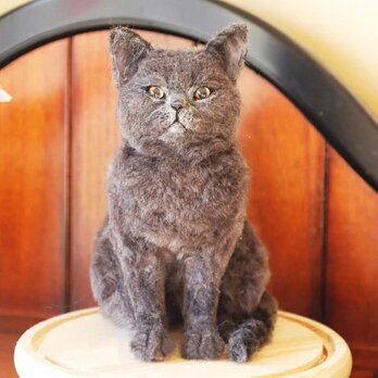 【受注作製】羊毛フェルト、うちの子、猫ぬいぐるみ、フェルト猫、ペットの肖像画、犬猫人形、トイプードル、ペットロス、うちのこ記念日の画像