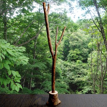 静かに佇む冬の樹　小枝ペンいの画像
