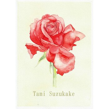 水彩画・原画「薔薇の花」の画像