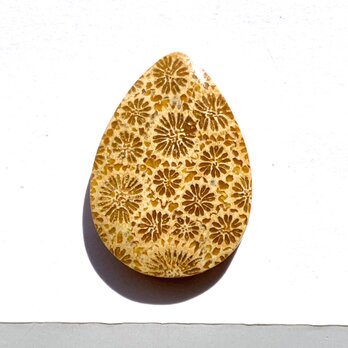 フォッシルコーラル[232] 28x20mm 26Cts　天然石 ルース／カボションの画像