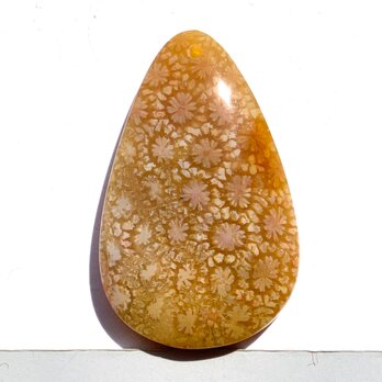 穴あきフォッシルコーラル[234] 36x23mm 32Cts　天然石 ルースの画像