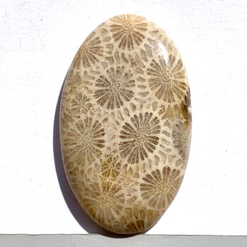フォッシルコーラル[237] 41x25mm 50Cts 天然石ルースの画像