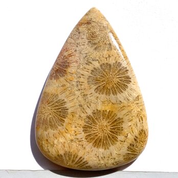 フォッシルコーラル[238] 43x29mm 58Cts 天然石ルースの画像