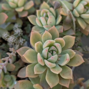 多肉植物 マッコス　カット苗　1つの画像