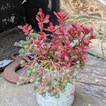 多肉植物 紅稚児の寄せ植えの画像