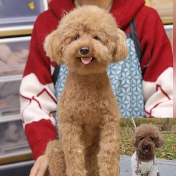 【受注作製】羊毛フェルト、うちの子、犬ぬいぐるみ、フェルト犬、ペットの肖像画、犬猫人形、トイプードル、ペットロス、うちのこ記念日の画像
