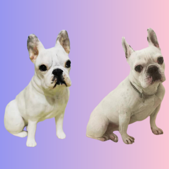 【受注作製】ペットギフト うちの子 写真入り 犬人形 フィギュア、名入れ 愛犬 似顔絵❤フレンチブルドッグの画像