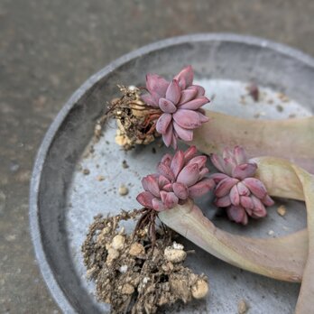 多肉植物 初恋  赤ちゃん苗 3つ 抜き苗　葉挿し苗の画像