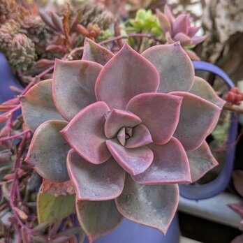 多肉植物 初恋  カット苗 １つ 直径約5〜6㎝の画像