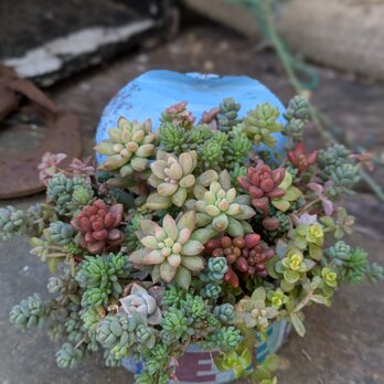 多肉植物 ピンクベリーの寄せ植えの画像