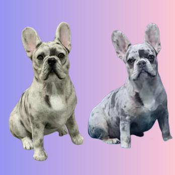 【受注作製】ペットギフト うちの子 写真入り 犬人形 フィギュア、名入れ 愛犬 似顔絵❤フレンチブルドッグのコピーの画像