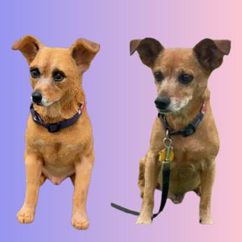 【受注作製】ペットギフト うちの子 写真入り 犬人形 フィギュア、名入れ 愛犬 似顔絵❤フレンチブルドッグのコピーの画像