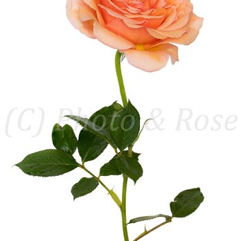 バラのポストカード　アシュラム