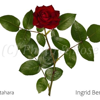 バラのポストカード　イングリッド・バーグマン