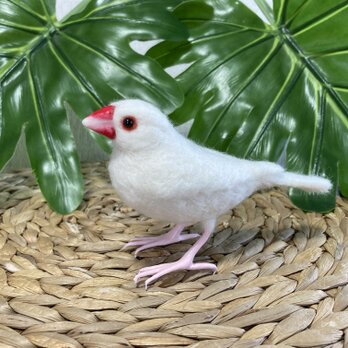 羊毛フェルト白文鳥の画像