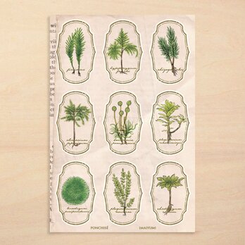 苔標本ステッカーの画像