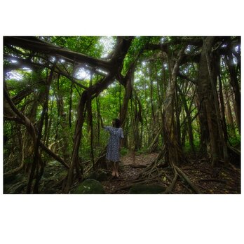屋久島 魅入られる幻想の森 [1] 【風景写真・ポスターアート インテリア】の画像