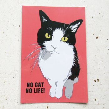 はちわれ猫さんのポストカードの画像