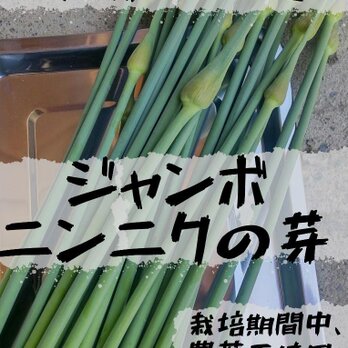 [農家直送]ジャンボニンニクの芽1,2kg以上(栽培期間、農薬・化学肥料不使用)の画像