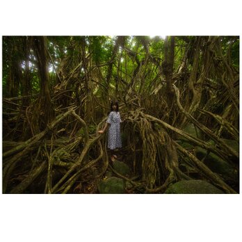 屋久島 魅入られる幻想の森 [2] 【風景写真・ポスターアート インテリア】の画像