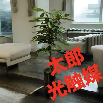 光触媒　人工観葉植物　ウォールグリーン　フェイクグリーン　スリムパキラ10346の画像