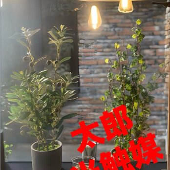 光触媒　人工観葉植物　ウォールグリーン　フェイクグリーン　オリーブとバロック58の画像