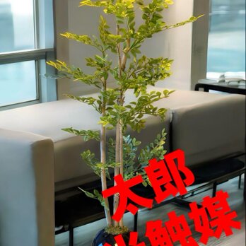 光触媒　人工観葉植物　ウォールグリーン　フェイクグリーン　ゴールデンリーフ601の画像