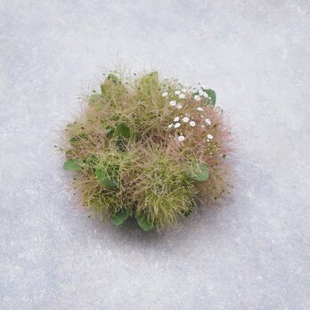 スモークツリーのミニリース18cm-白