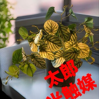 光触媒　人工観葉植物　ウォールグリーン　フェイクグリーン　スイカぺぺ3237の画像