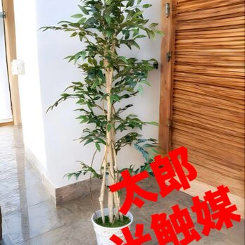 光触媒　人工観葉植物　ウォールグリーン　フェイクグリーン　イタリアンベンジャミン17075の画像