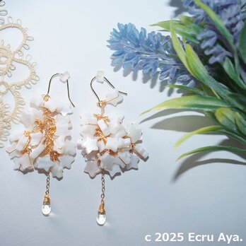 *星祭り*シェルのスターカットのたわわピアス