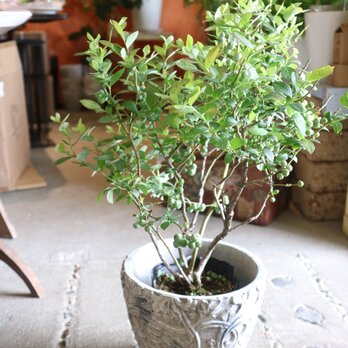 現物　実がいっぱい♡ 大きなブルーベリーの木　＜マグノリア＞Aの画像