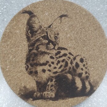 コースター　サーバルキャットの画像