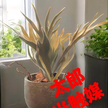 光触媒　人工観葉植物　ウォールグリーン　フェイクグリーン　コウモリラン花器付33の画像