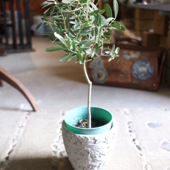 ちっちゃな オリーブの木 ＜チプレッシーノ＞とうさぎさん アンティーク風鉢付