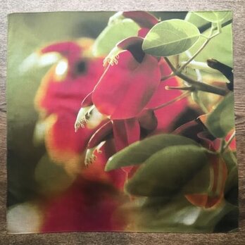 LAST1 ・ハンカチ「デイゴの花」新発見（コットン100%）の画像