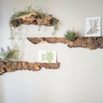 樫の古木・ ディスプレイ ウォールラック ～ ポストカード・写真・植物の画像