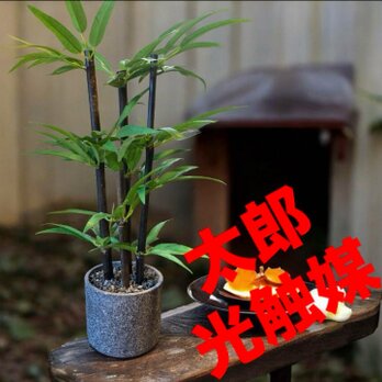 光触媒　人工観葉植物　ウォールグリーン　フェイクグリーン　黒竹5033の画像