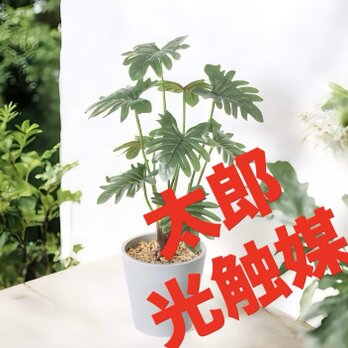 光触媒　人工観葉植物　ウォールグリーン　フェイクグリーン　セロームポットの画像