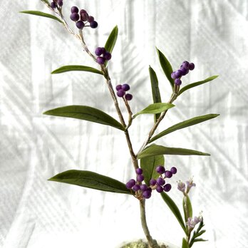 クレイの花(紫式部盆栽)の画像
