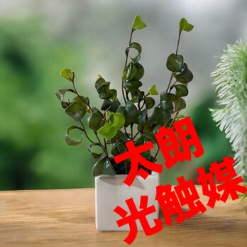光触媒　人工観葉植物　ウォールグリーン　フェイクグリーン　ベンジャミンバロックwの画像