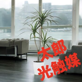 光触媒　人工観葉植物　ウォールグリーン　フェイクグリーン　東北コンシンネ110の画像