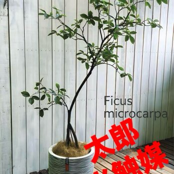 光触媒　人工観葉植物　ウォールグリーン　フェイクグリーン　ガジュマル180FSTの画像