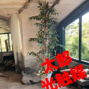 光触媒　人工観葉植物　ウォールグリーン　フェイクグリーン　イタリアンベンジャミン17575の画像