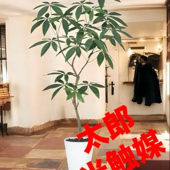 光触媒　人工観葉植物　ウォールグリーン　フェイクグリーン　パキラ120FSTの画像