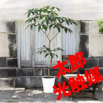 光触媒　人工観葉植物　ウォールグリーン　フェイクグリーン　パキラ150FSTの画像