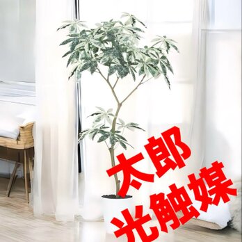 光触媒　人工観葉植物　ウォールグリーン　フェイクグリーン　パキラミルキーウェイ150FSTの画像